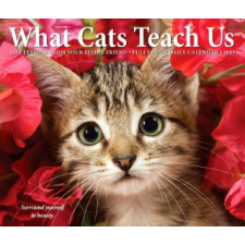 CAL 25 WHAT CATS TEACH US 2025 BOX – BOX naptár, kalendárium