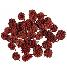  Casuarina szárított piros 25dkg/csom dekorációs kellék