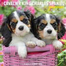  Cavalier King Charles Spaniel Puppies 2026 12 X 12 Wall Calendar idegen nyelvű könyv