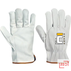 CERV PALLIDA akasztófüle