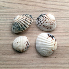  Cirmos fehér kagyló, 4db/cs. Mérete: 25-35 mm dekorációs kellék