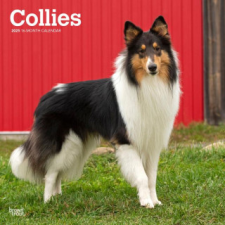 Collies 2025 12 X 24 Inch Monthly Square Wall Calendar Plastic-Free naptár, kalendárium