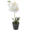  Cserepes orchidea gumi M38cm 12db/#