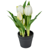  Cserepes tulipán gumi 5 virágos 22cm