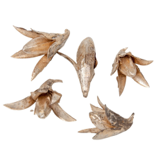  Csillag lili pezsgő 9dkg/csom dekorációs kellék