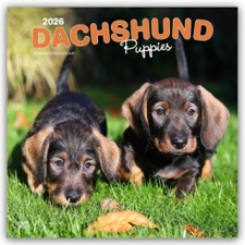  Dachshund Puppies - Dackel Welpen 2026 - 16-Monatskalender naptár, kalendárium