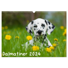 Dalmatiner 2024 (Wandkalender 2024 DIN A3 quer), CALVENDO Monatskalender – Judith dzierzawa naptár, kalendárium