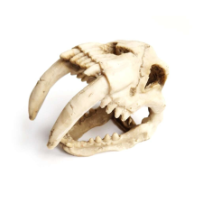  Dekoráció H000078 kardfogú koponya 14x8x11 cm hüllőfelszerelés
