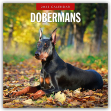 Dobermans - Dobermann 2025 - 16-Monatskalender – Red Robin Publishing Ltd naptár, kalendárium