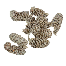  Éger indiai pezsgő 10dkg/csom dekorációs kellék