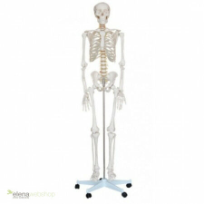  Életnagyságú anatómiai csontváz modell - 180 cm oktatójáték