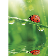 Évszakok Természet Ladybug A/4 gumis mappa mappa