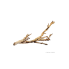 Exo Terra Forest Branch | Homokfúvott szőlő ág - kicsi
