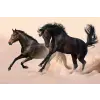  Falikép Két fekete ló, galopp, 350 x 200 cm