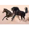  Falikép Két fekete ló, galopp, 350 x 250 cm