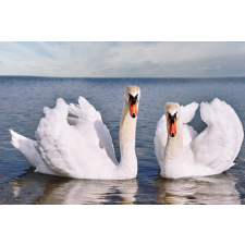  Falmatrica Birds17 Hattyúk a tavon, 250 x 150 cm tapéta, díszléc és más dekoráció
