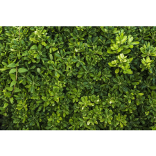  Falmatrica Forest36, 250 x 200 cm tapéta, díszléc és más dekoráció