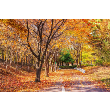  Falmatrica Forest54 ősz, 250 x 200 cm tapéta, díszléc és más dekoráció