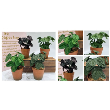  Family műnövény cserepes kerti tárolás