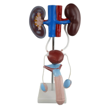  Férfi húgy-ivarszervi modell oktatójáték