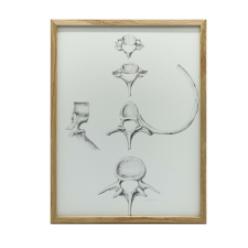 FESTMÉNY VÁSZON GERINCSANATÓMIA C6 C7 TH5 L4 KERET NÉLKÜL VÁSZON 30x40 grafika, keretezett kép