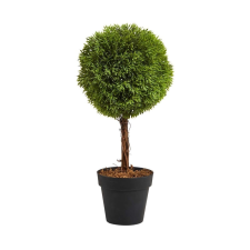 FLORISTA cserepes bukszus, 35 cm dekoráció
