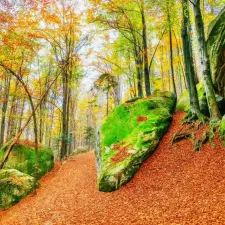  Forest29 öntapadós tapéta, 250 x 150 cm tapéta, díszléc és más dekoráció