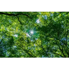  Forest32 öntapadós tapéta, 250 x 150 cm tapéta, díszléc és más dekoráció
