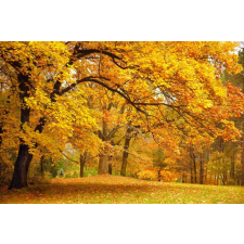  Fotótapéta Ősz az erdőben, 400 x 250 cm tapéta, díszléc és más dekoráció