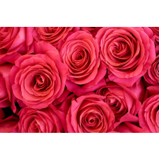  Fotótapéta Pink roses, 300 x 200 cm tapéta, díszléc és más dekoráció