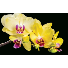 Fotótapéta sárga orchidea 3D tapéta, díszléc és más dekoráció