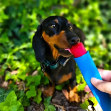  Fürree fagyipor kutyáknak kék spirulina 60g jutalomfalat kutyáknak