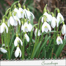 Galanthus papírszalvéta 33x33cm, 20db-os papírárú, csomagoló és tárolóeszköz