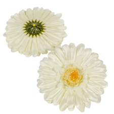  Gerbera virágfej krém 12cm 4 darabos csomagban rendelhető (darab ár!) dekorációs kellék
