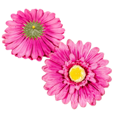  Gerbera virágfej mályva 12cm 4 darabos csomagban rendelhető (darab ár!) dekorációs kellék