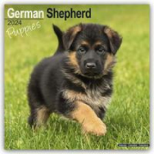  German Shepherd Puppies Calendar 2024  Square Dog Puppy Breed Wall Calendar - 16 Month naptár, kalendárium