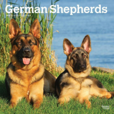  German Shepherds 2024 Square naptár, kalendárium