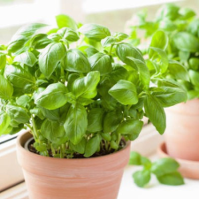 Greenmark Bio Bazsalikom, morzsolt 200 g XXL alapvető élelmiszer