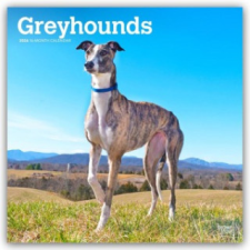  Greyhounds - Windhunde 2026 - 16-Monatskalender (Kalendář/Diář) naptár, kalendárium