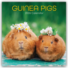  Guinea Pigs - Meerschweinchen 2026 - 16-Monatskalender naptár, kalendárium