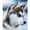  Gyémántszemes kirakó 30 x 40 cm - Husky