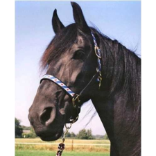 HB 722  kötőfék fríz mintás fekete csikó ló felszerelés lószerszám kötőfék lófelszerelés