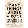 Hodder &amp; Stoughton Many Things Under a Rock | David Scheel