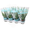 IBH ALOE VERA CS: 10,5 CM