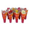 IBH BEGONIA MIX CS: 12 CM