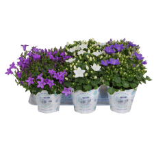 IBH HARANGVIRÁG 'TREND MIX' CS:11CM CAMPANULA TREND MIX fa és növény