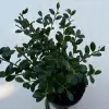  Ilex crenata 'Luxus' - Csipkéslevelű magyal