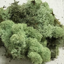  Izlandi zuzmó menta kb. 35 gramm szalag, masni