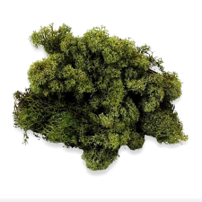  Izlandi zuzmó - moha szin. Kb. 35 gr. dekorációs kellék