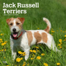  Jack Russell Terriers 2024 Square naptár, kalendárium